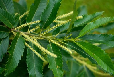 Castanea sativa - kaštanovník jedlý - prašníky